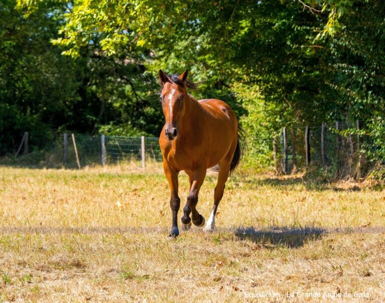 Just-runner-chevaux-puissance-force