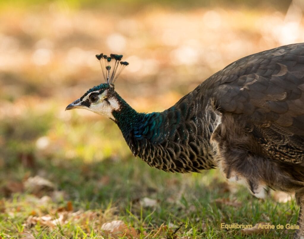Retrouvez Gaïa la mascotte de la Grande Arche de Gaïa