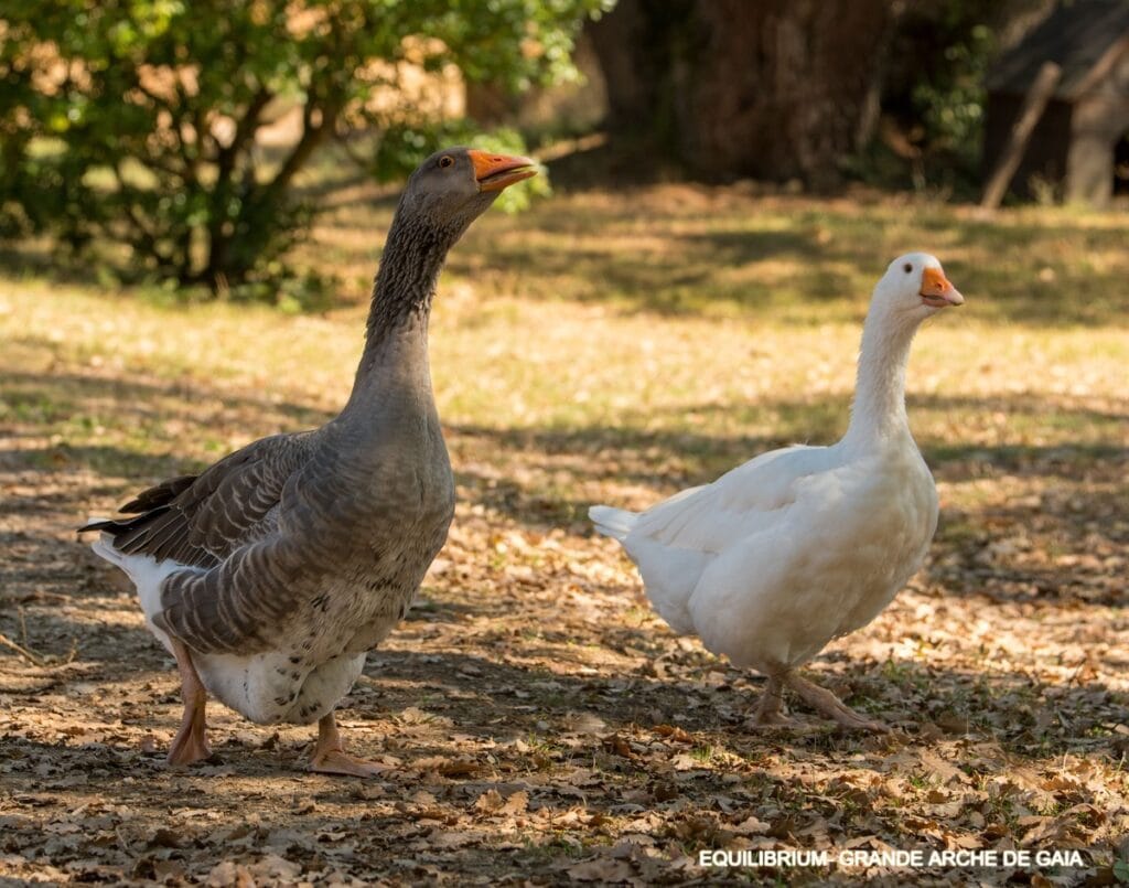 Aglaé et Sidonie - les oies de la Grande Arche de Gaïa