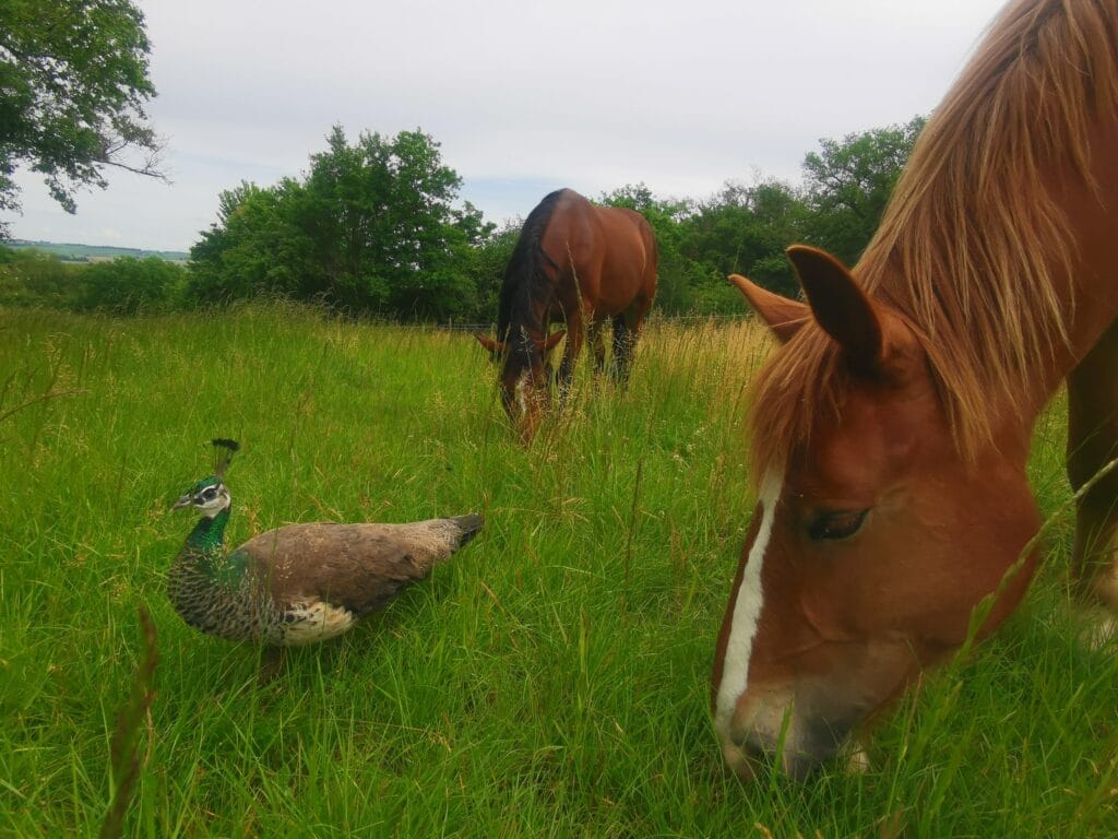 Noisette, Just et Gaïa dans le champs