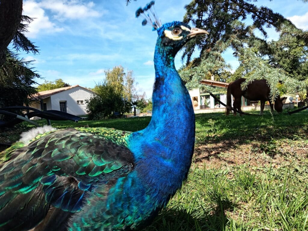 Léon le paon de la Grande Arche de Gaïa