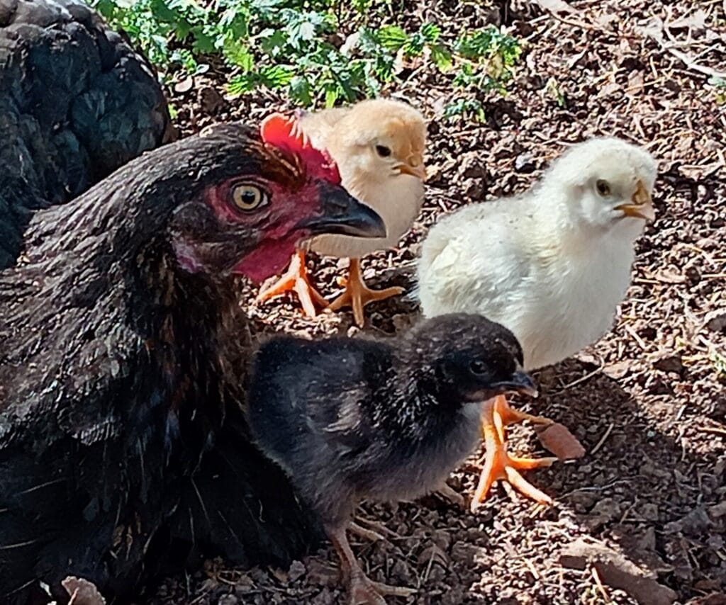 La poule et ses poussinsà la Grande Arche de Gaïa